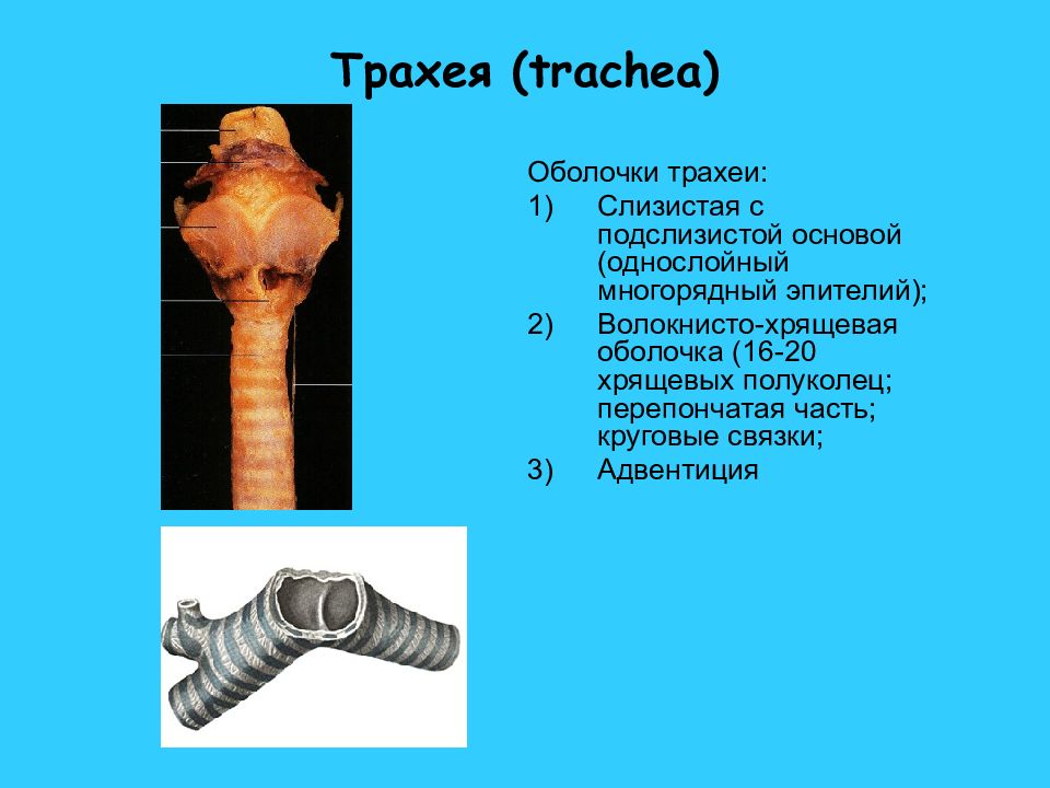 Трахея имеет форму трубки длиной 9. Трахея. Строение трахеи. Трахея анатомия. Анатомическое строение трахеи.