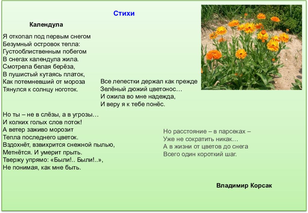 Стихотворения травы. Стих про календулу. Стихи про растения. Стихи про лекарственные растения. Стихи про календулу ноготки.