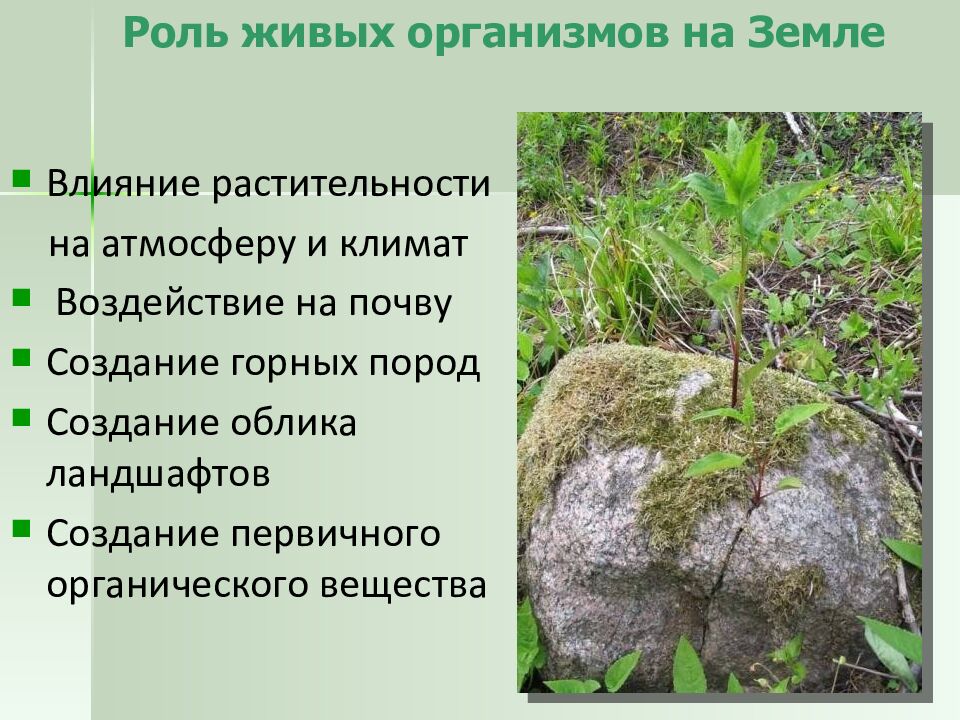 Роль живых организмов на Земле