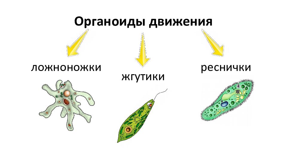 Одноклеточные животные презентация