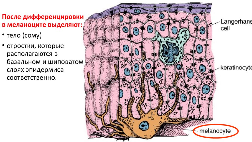 Меланоциты. Строение эпидермиса меланоцит. Клетки меланоциты эпидермиса кожи. Меланоцит строение гистология. Строение кожи меланоциты.