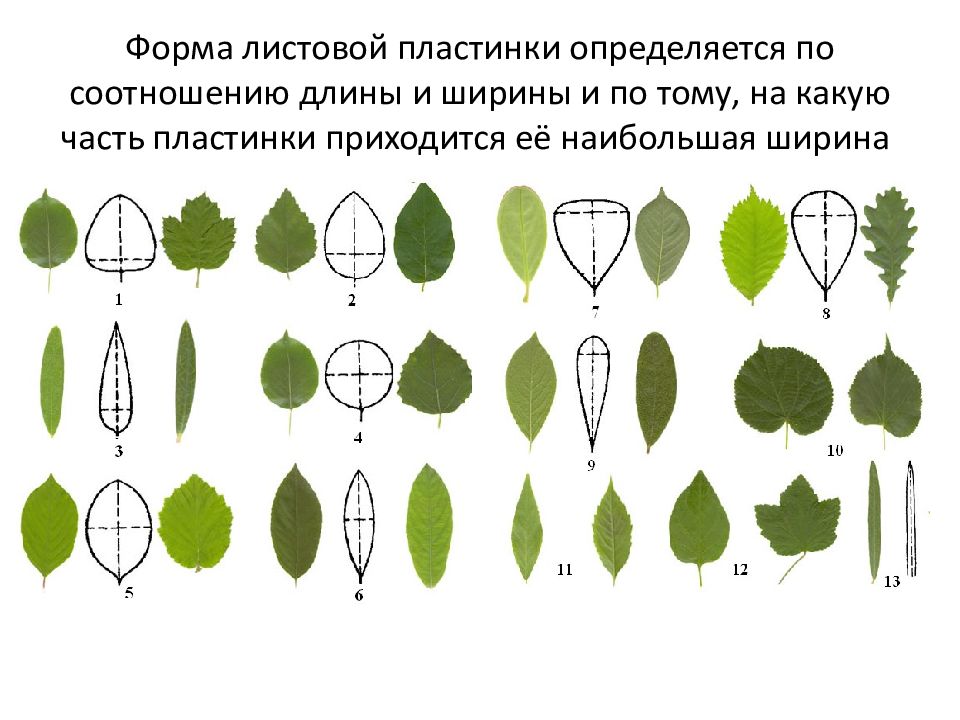 Размеры листьев. Лист подорожника форма листовой пластинки. Форма листовой пластинки яйцевидная. Форма листовой пластинки у яблони. Широко яйцевидная форма листа.