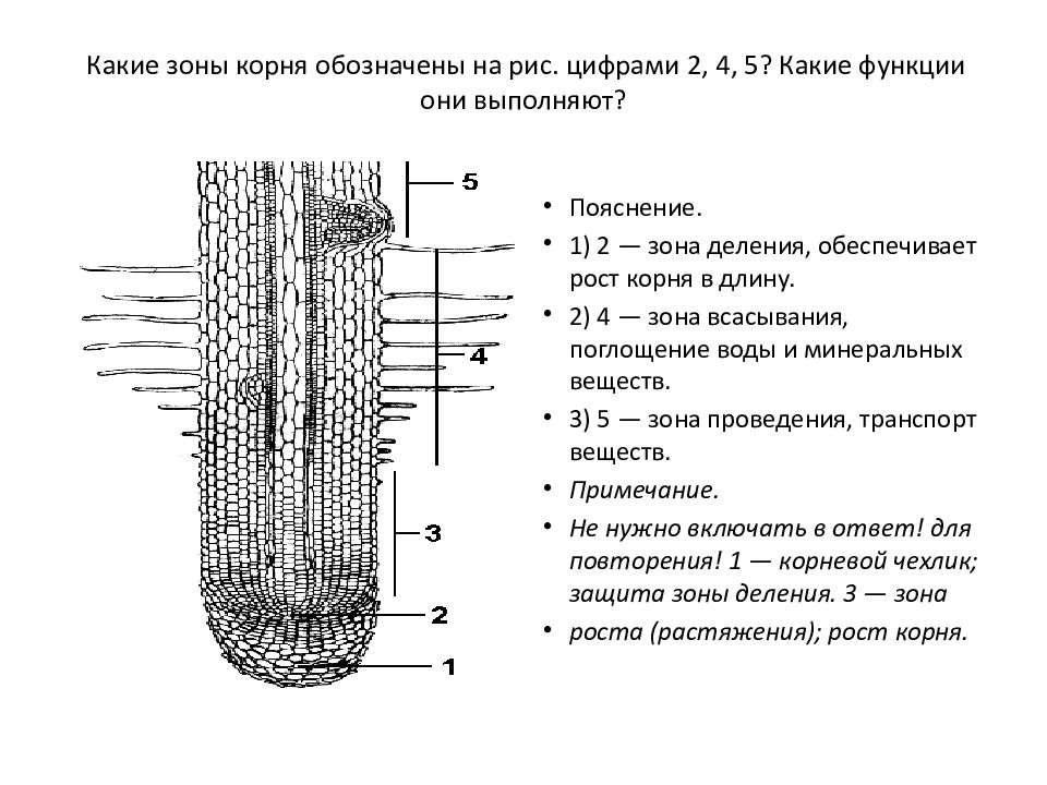 Особенности строения зоны растения