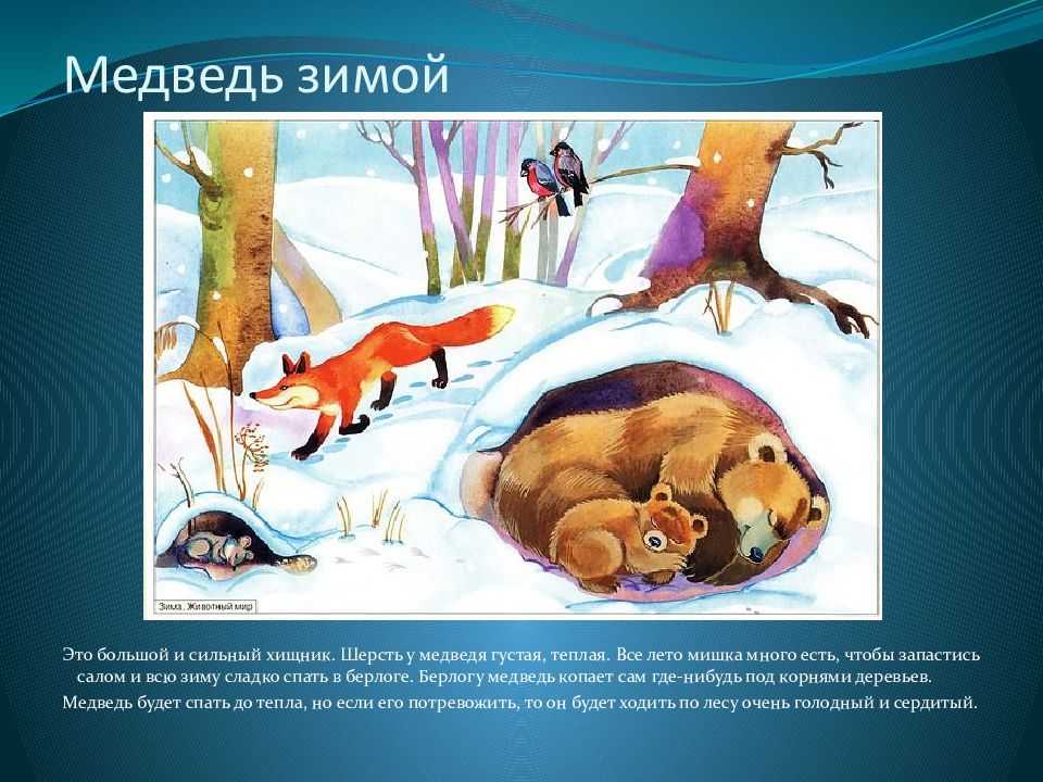 Изменения животных зимой 5 класс биология. Зимующие звери. Жизнь животных зимой. Как зимуют животные. Как зимуют животные в лесу.