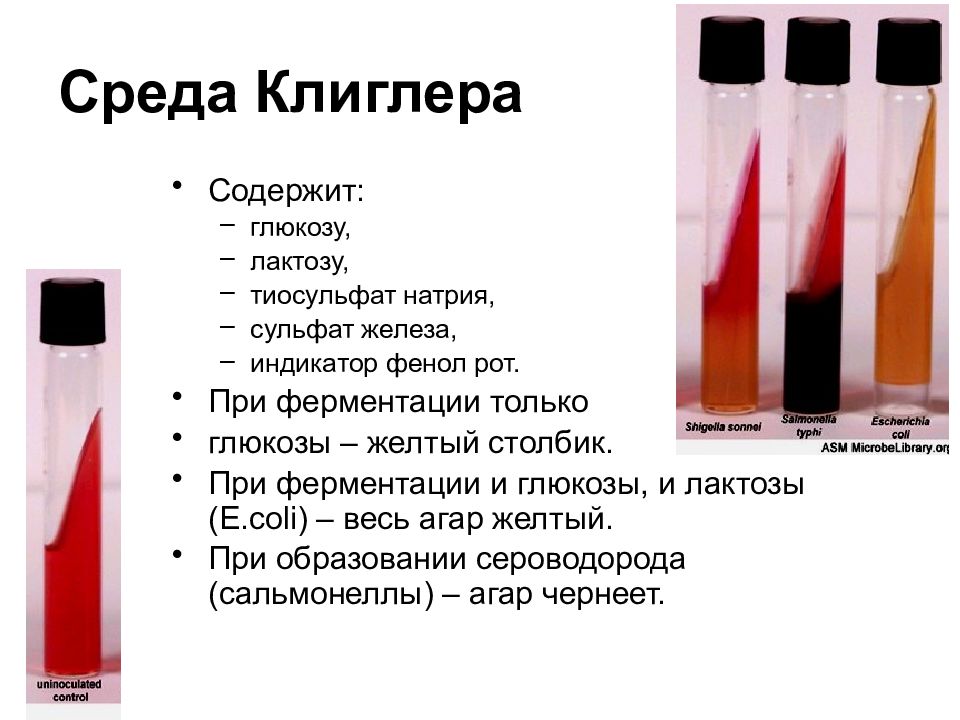 Среда может. Энтеробактерии на среде Клиглера. Рост сальмонелл на среде Клиглера. Среда Ресселя и Клиглера. Среда Клиглера эшерихии.