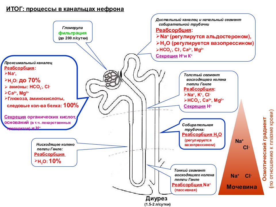 13 процесс. Петля Генле нефрона. Нефрон петля Генле физиология. Нисходящая петля Генле реабсорбция. Строение нефрона петля Генле.