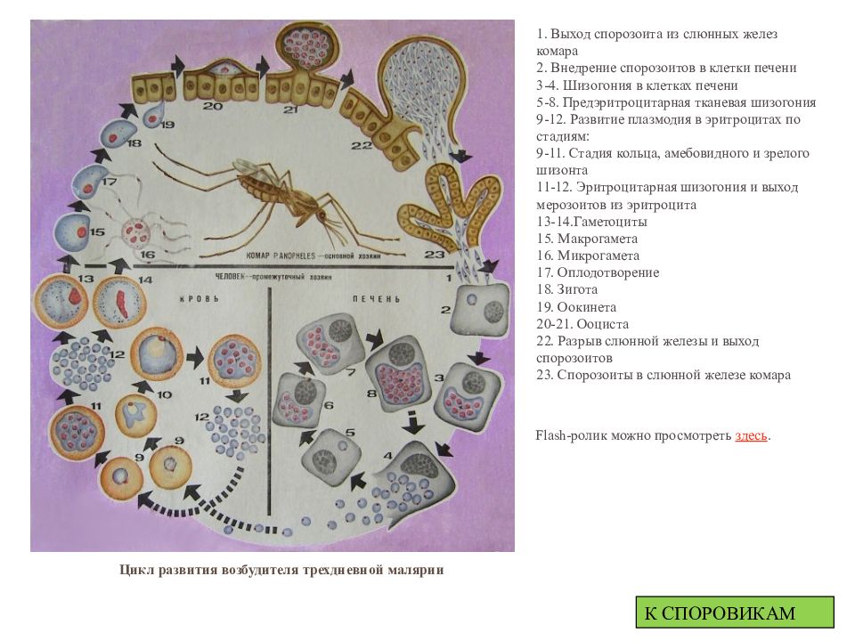Рассмотрите рисунок 2 на котором представлен цикл развития малярийного плазмодия ответьте на вопросы
