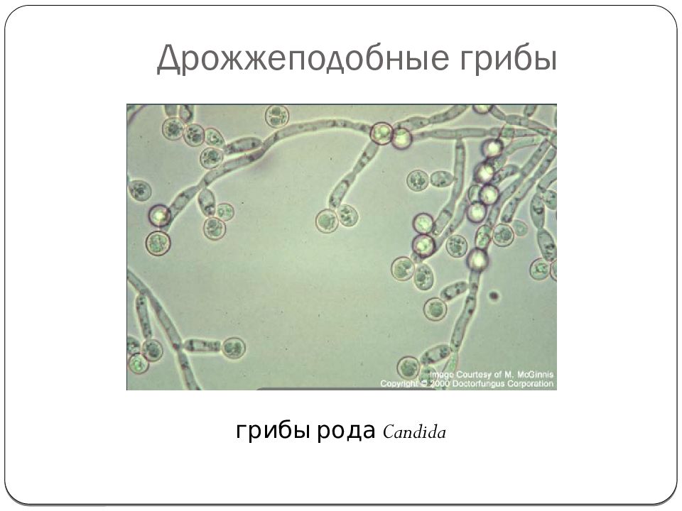Кандидоз микробиология презентация