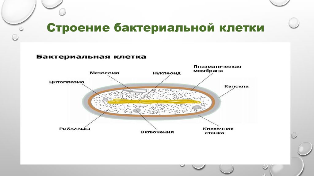 Строение бактерии. Строение бактериальной клетки 9 класс. Особенности строения клетки бактерии. Строение бактериальной клетки 1 курс. Особенности строения бактериальной клетки.