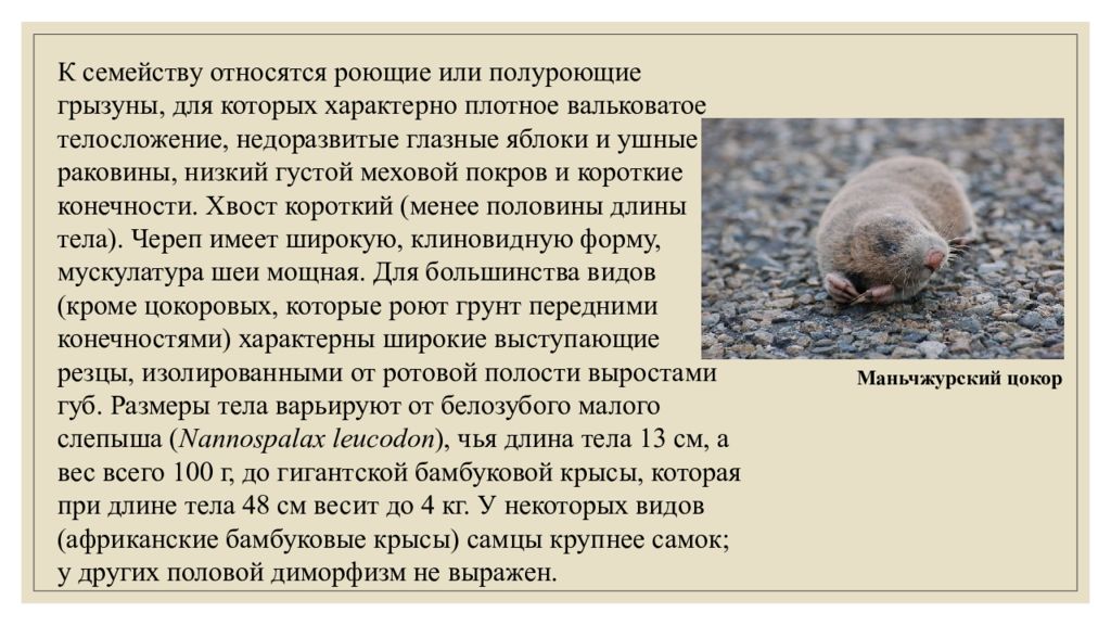 Отряд грызуны признаки отряда. Характеристика отряда грызунов. Характеристика отряда грызунов. Плацентарные отряды млекопитающих грызуны. Характеристика отряда грызунов.