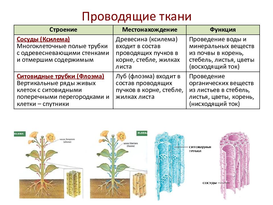 Клетки проводящей ткани в корне