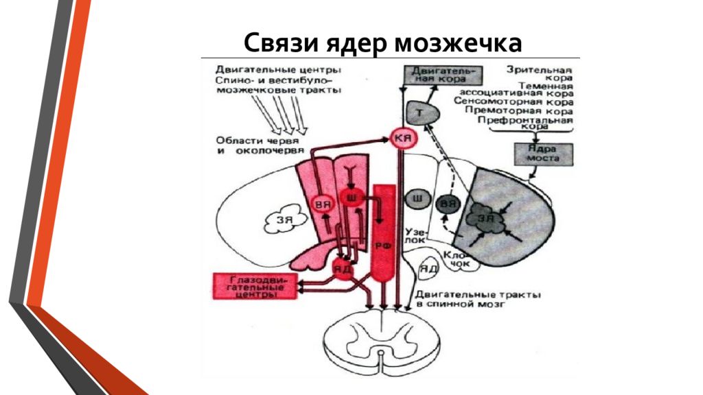 Ядра мозжечка. Связи ядер мозжечка. Связи коры мозжечка. Связи коры и ядер мозжечка. Функциональная организация коры и ядер мозжечка.