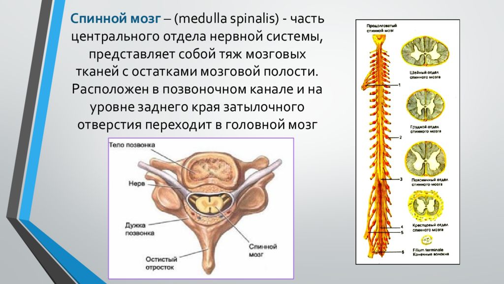 Центральный отдел нервной системы спинной мозг. ЦНС спинной мозг. Спинной мозг Medulla spinalis. Спинной мозг в позвоночном канале анатомия. Расположение спинного мозга в позвоночном канале.
