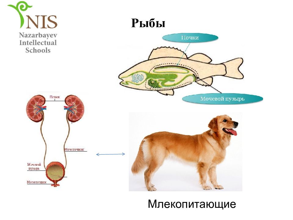 Эволюция выделительной системы у животных схема