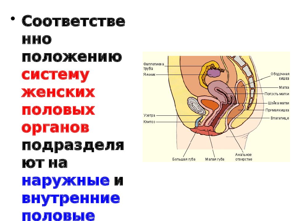 Презентация анатомия женских половых органов