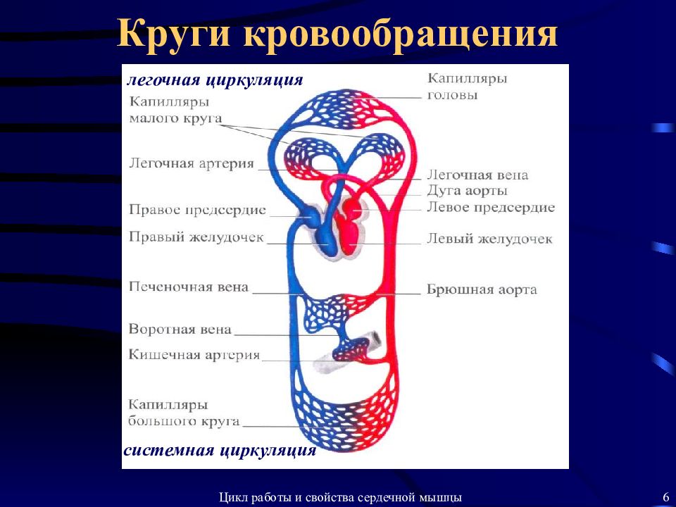 Круги кровообращения схема кратко