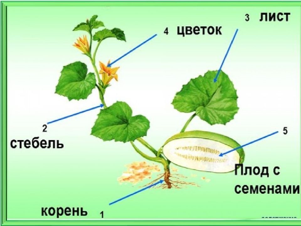 Растение кабачок рисунок