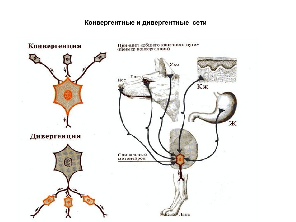 Дивергирующие стенки это