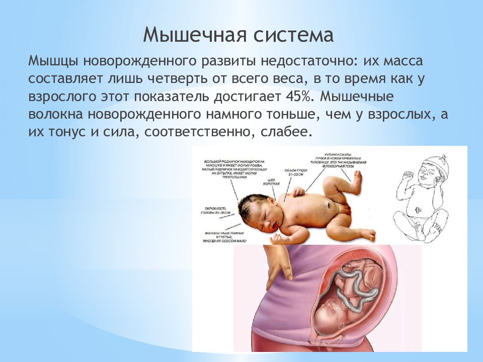 Физиологическое снижение массы новорожденного составляет. Мышечная система новорожденного. Костно-мышечная система новорожденного ребенка. Физиологические особенности новорожденного.