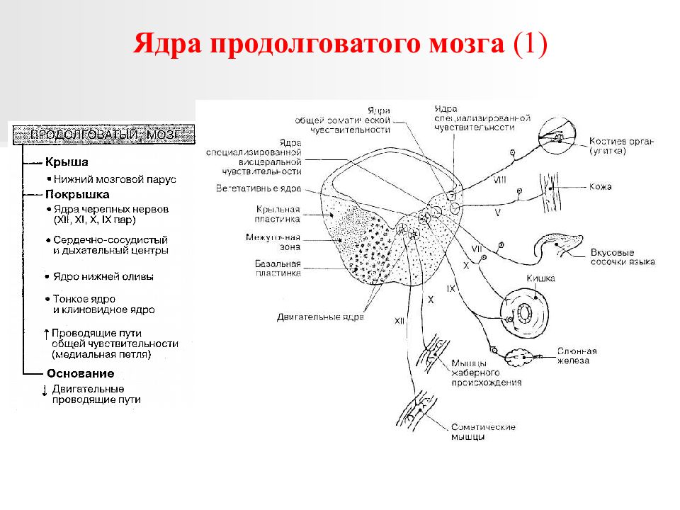 В продолговатом мозге расположены ядра. Поперечный срез продолговатого мозга схема. Внутреннее строение продолговатого мозга схема. Ядра продолговатого мозга схема. Схема расположения проводящих путей в продолговатом мозге.