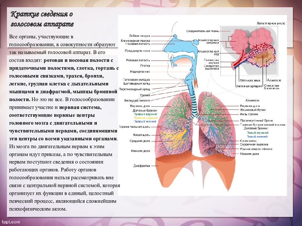 Строение голосового аппарата для детей схема