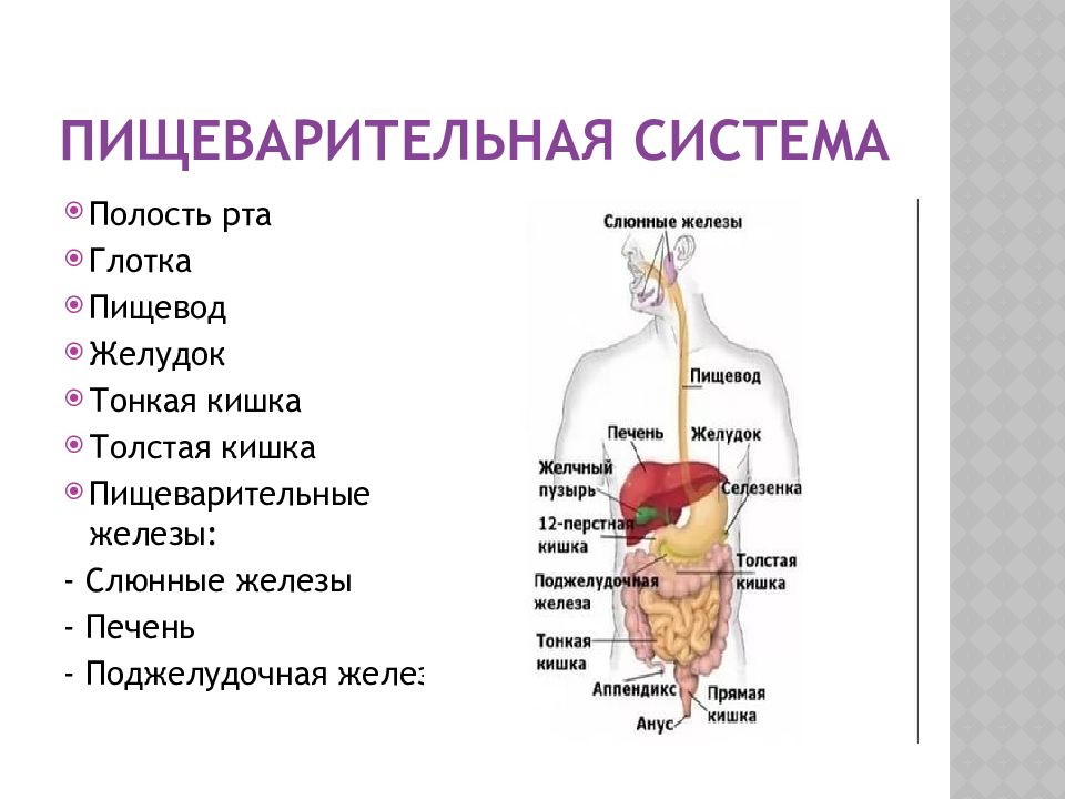 Пищеварительная система термины. Пищеварительная система строение и функции анатомия. Системы органов человека пищеварительная система. Пищеварение строение пищеварительной системы. Функции пищеварительной системы человека анатомия.