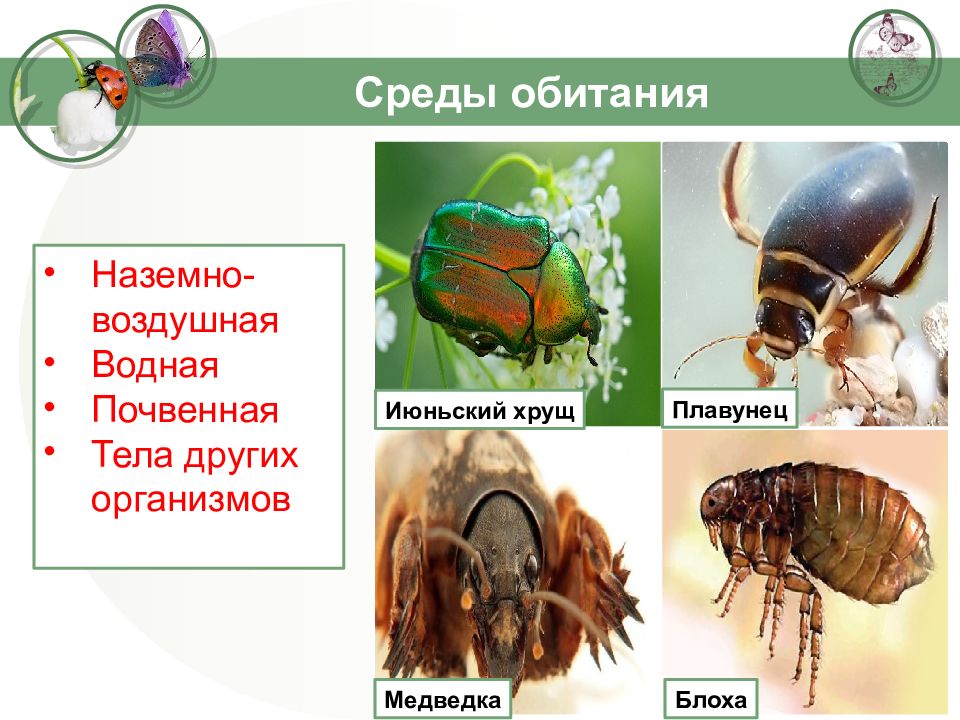 Водные насекомые презентация