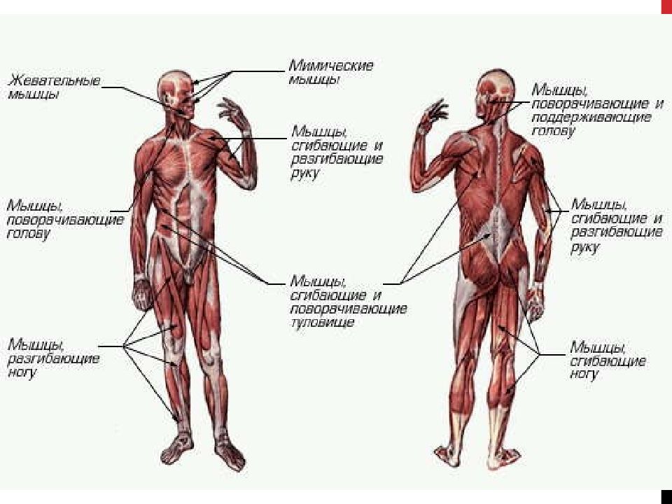 Мышцы анатомия презентация