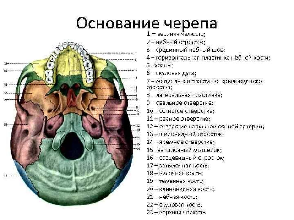 Области основания черепа. Наружное основание черепа строение. Отверстия внутреннего основания черепа.