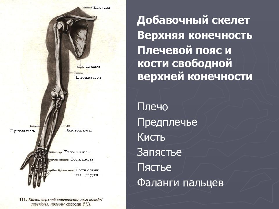 Предплечье на скелете. Скелет свободной верхних конечностей предплечье. Плечевой пояс верхней конечности. Плечевой пояс и скелет верхних конечностей. Кости скелета верхней конечности.