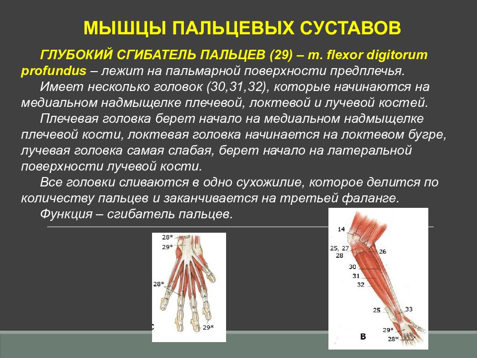 Мышцы пальцев. Глубокий сгибатель пальцев m. Flexor digitorum Profundus. Глубокий сгибатель пальцев функции. Мышцы предплечья глубокий сгибатель пальцев. Поверхностный сгибатель пальцев функции.