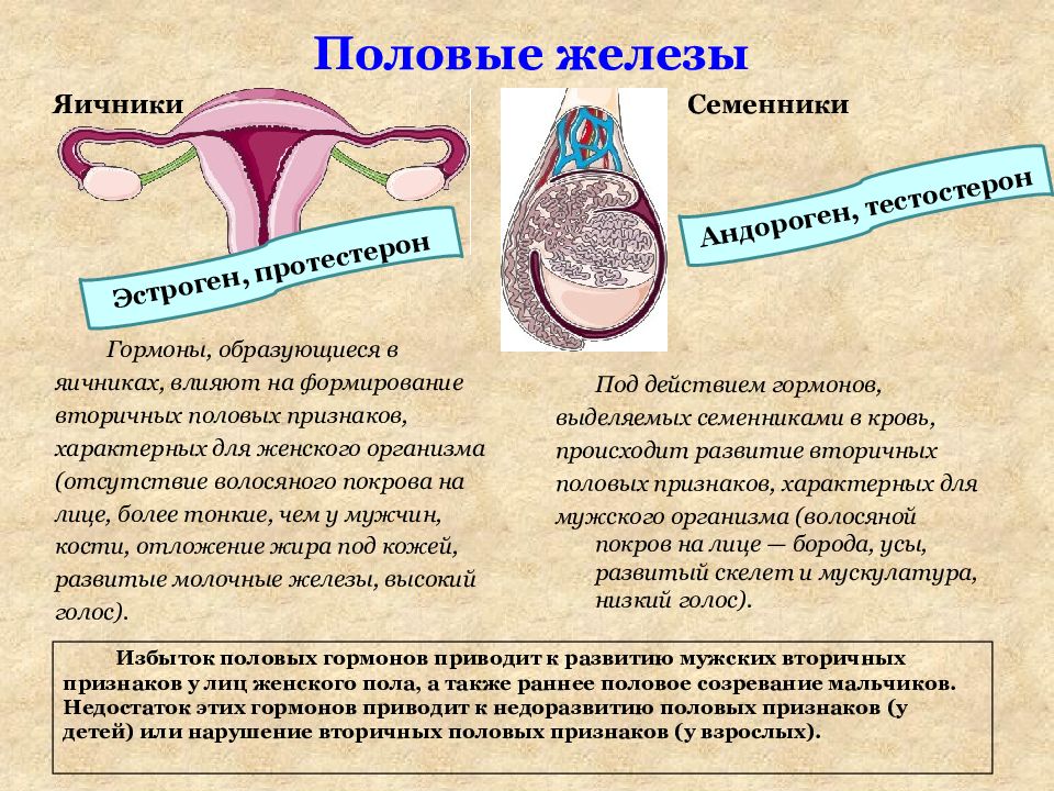 Презентация на тему мужские половые гормоны