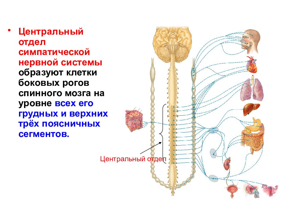 Симпатическая нервная система анатомия презентация