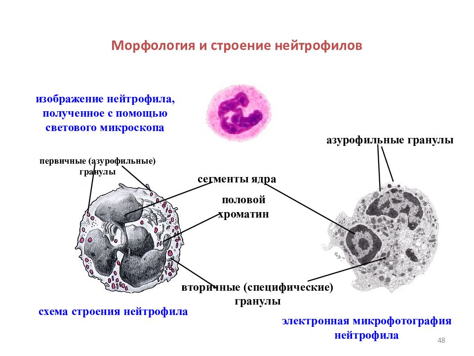 Сегмента ядерная. Нейтрофильный лейкоцит строение. Сегментоядерные нейтрофилы строение. Нейтрофильные гранулоциты строение. Азурофильные гранулы нейтрофилов.