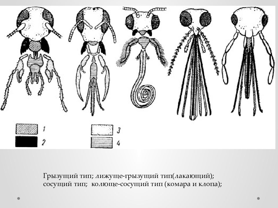 Ротовые аппараты насекомых картинки