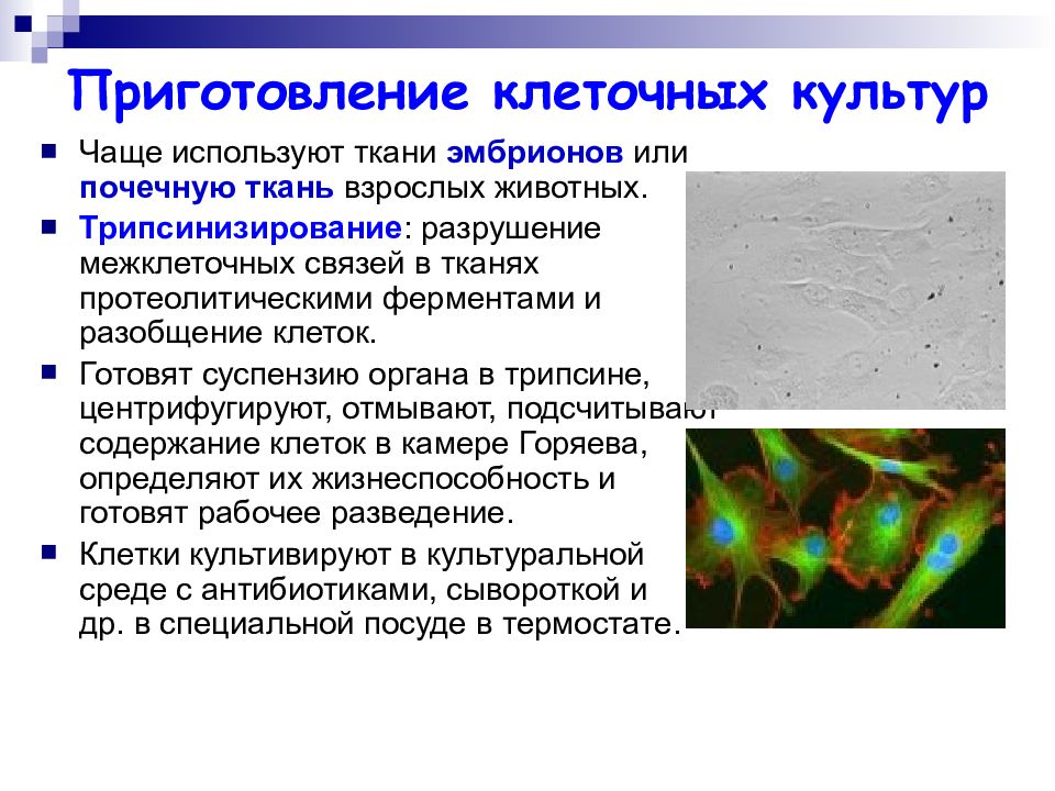 Первичные клетки. Приготовление первичной культуры клеток. Классификация клеточных культур. Культивирование клеток. Культура клеток животных.