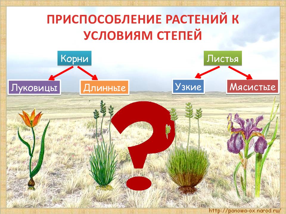 4 класс окружающий мир зона степей презентация. Корни степных растений. Приспособления у растений корни. Приспособленность растений и животных в степи. Растения с луковицей в степи.