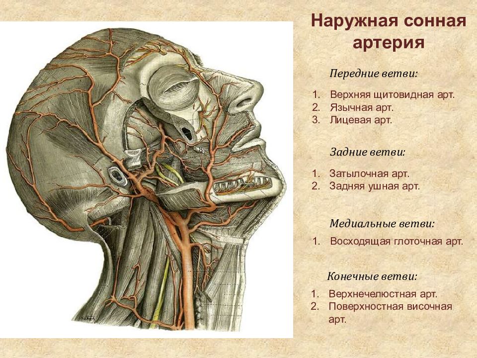 Презентация органы головы и шеи