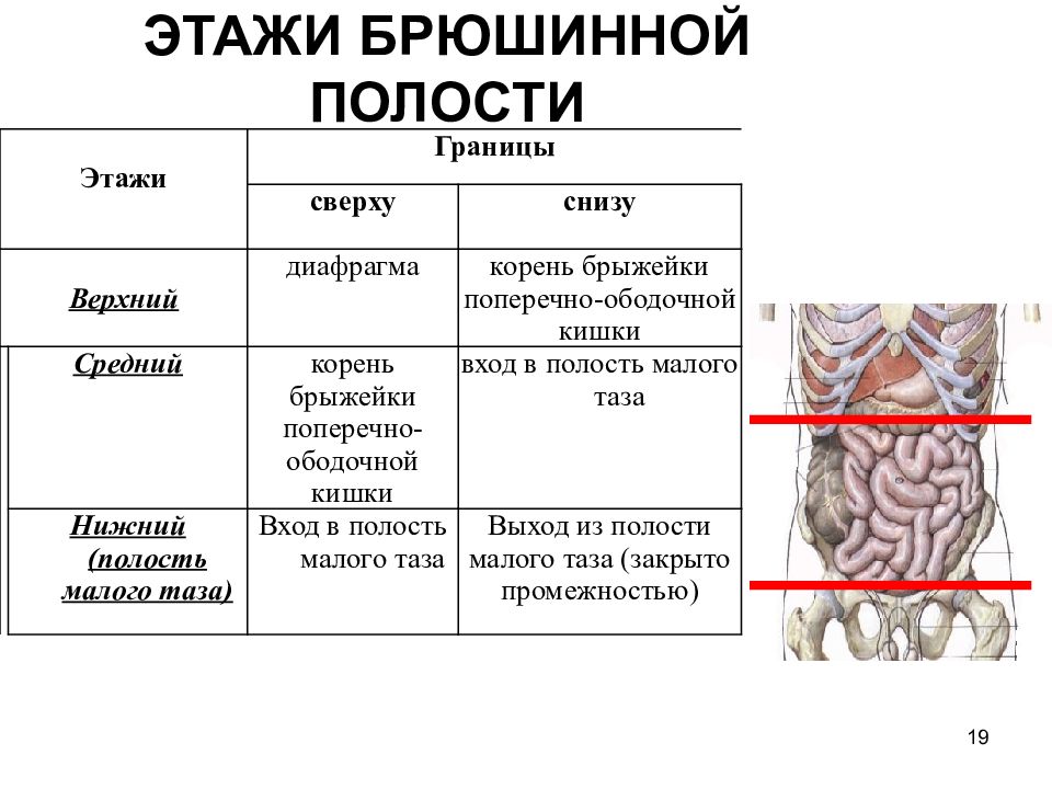 Этажи полости