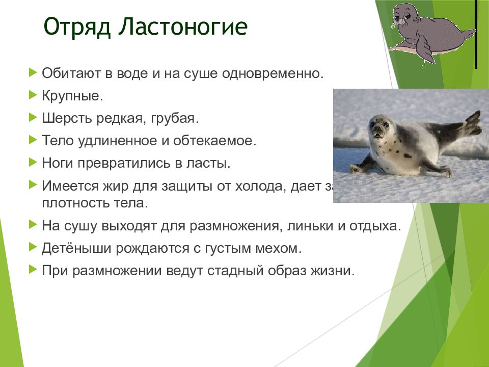 Значение выделенного слова ластоногих