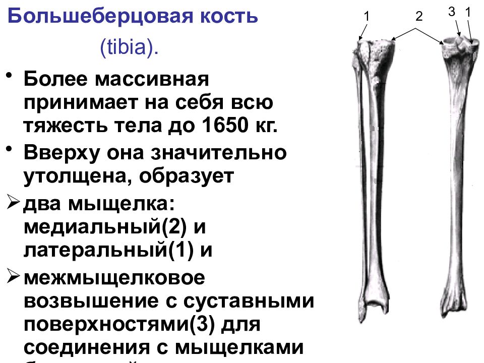 Межмыщелковое возвышение большеберцовой кости