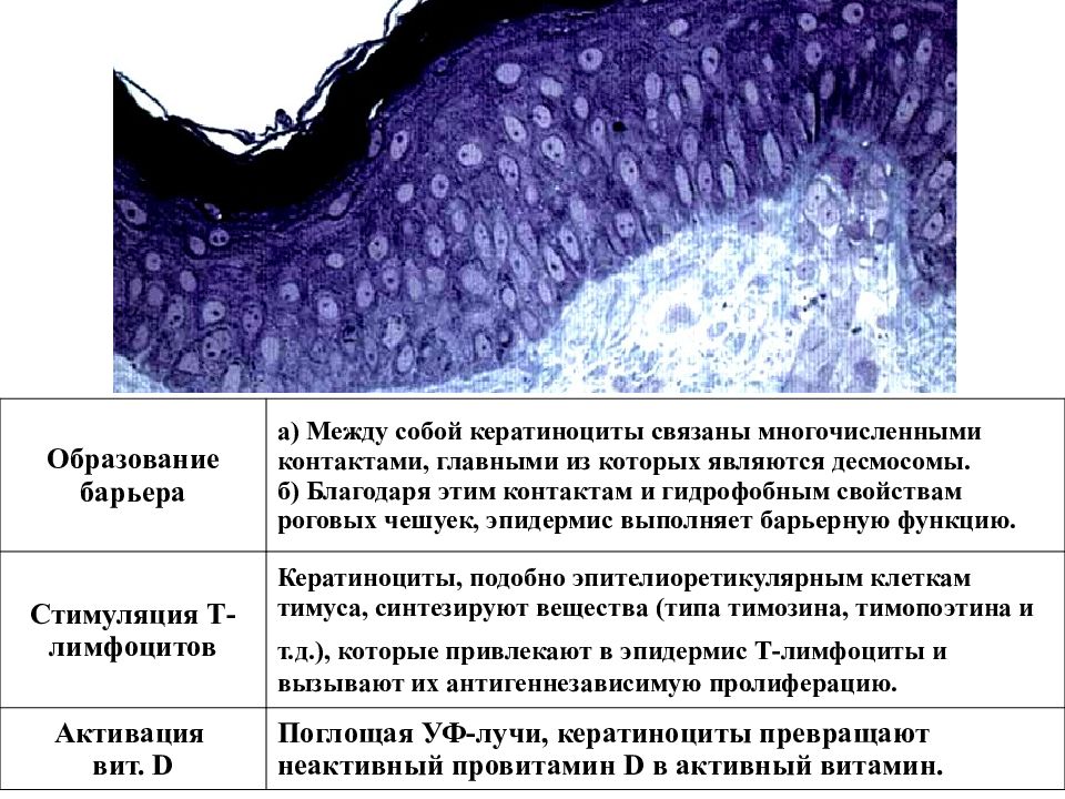 Кератиноциты. Базальные кератиноциты характеризуются. Функции кератиноцитов гистология. Кератиноциты эпидермиса функции. Клетки кератиноциты.