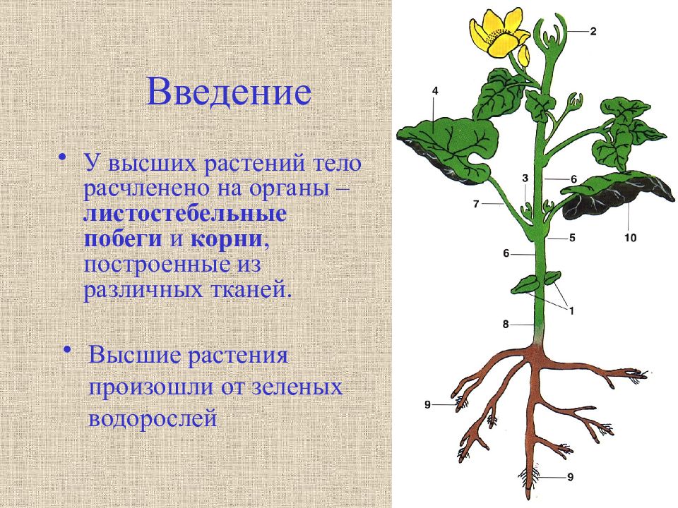 Органы растения бывают. Органы растений корень. Морфология побега растения. Морфология высших растений. Морфология цветкового растения.