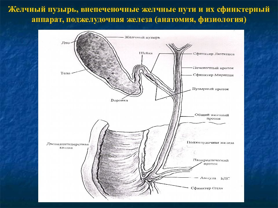 Внепеченочные желчные пути. Внепеченочные желчные протоки схема. Анатомия желчных протоков. Анатомия желчного пузыря сфинктеры. Анатомия желчного пузыря и желчевыводящих протоков.