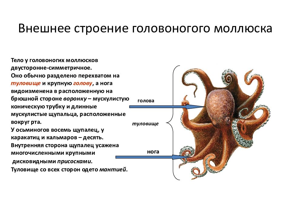 Строение осьминога схема