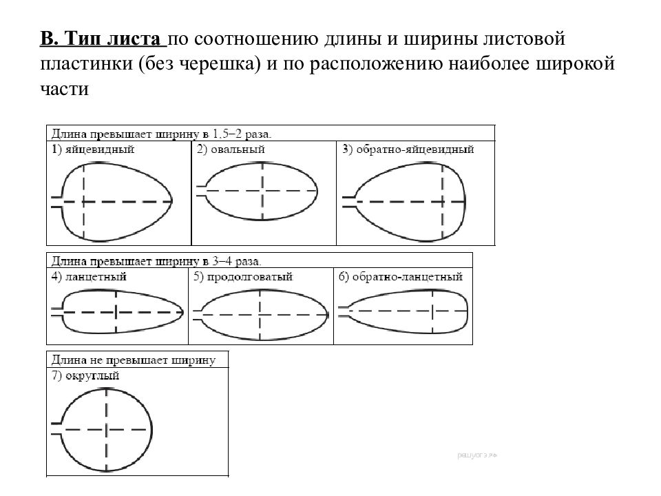 Отношение длины к ширине. Тип листа по соотношению длины ширины и по расположению. Тип листа по соротнош длины. Типы листьев по соотношению длины и ширины. Типы листа по соотношению длины и ширины листовой пластинки.