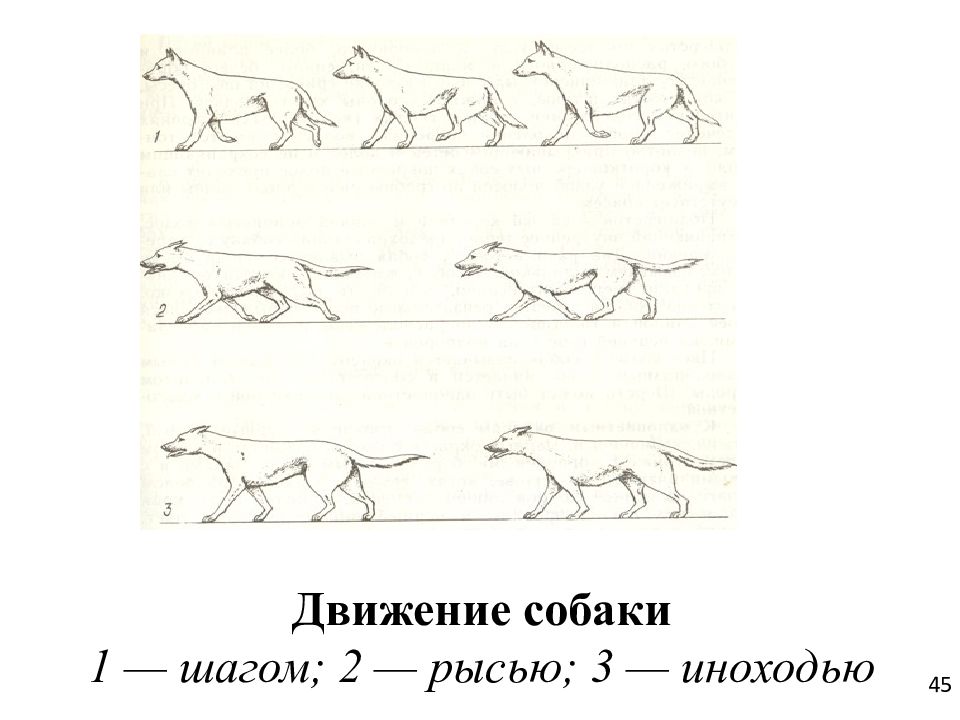 Движения собаки схема