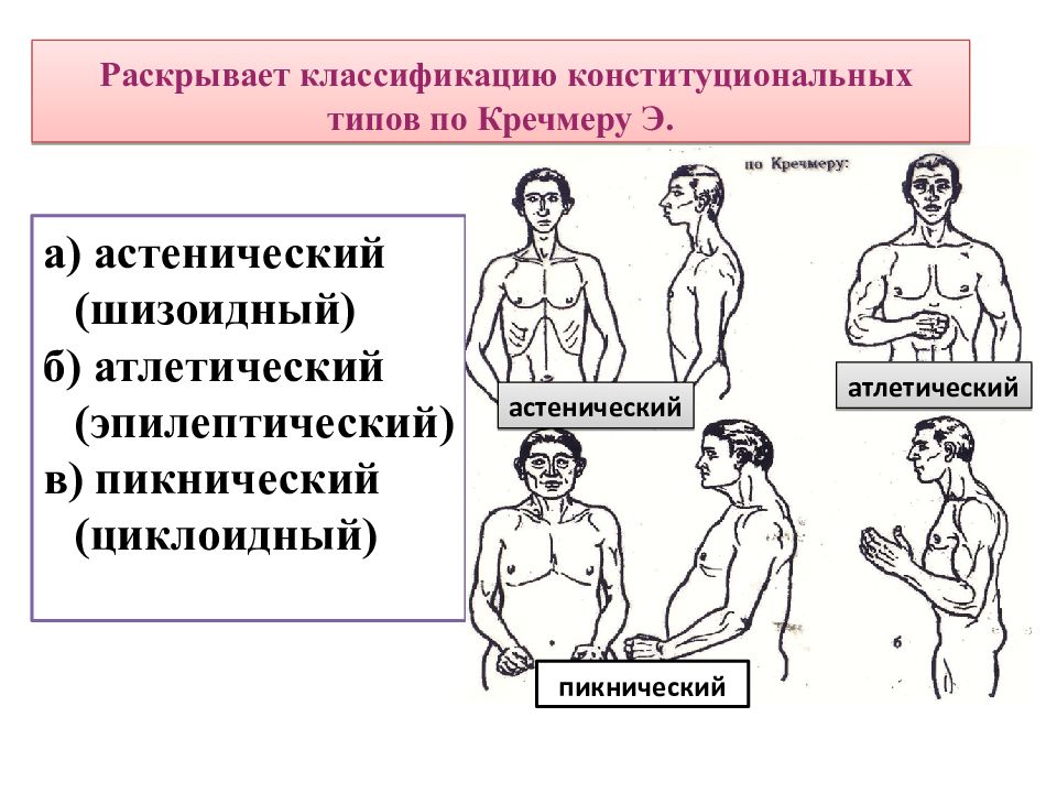 Конституция человека картинки