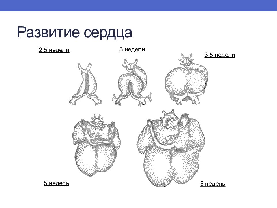 Развитие сердца презентация