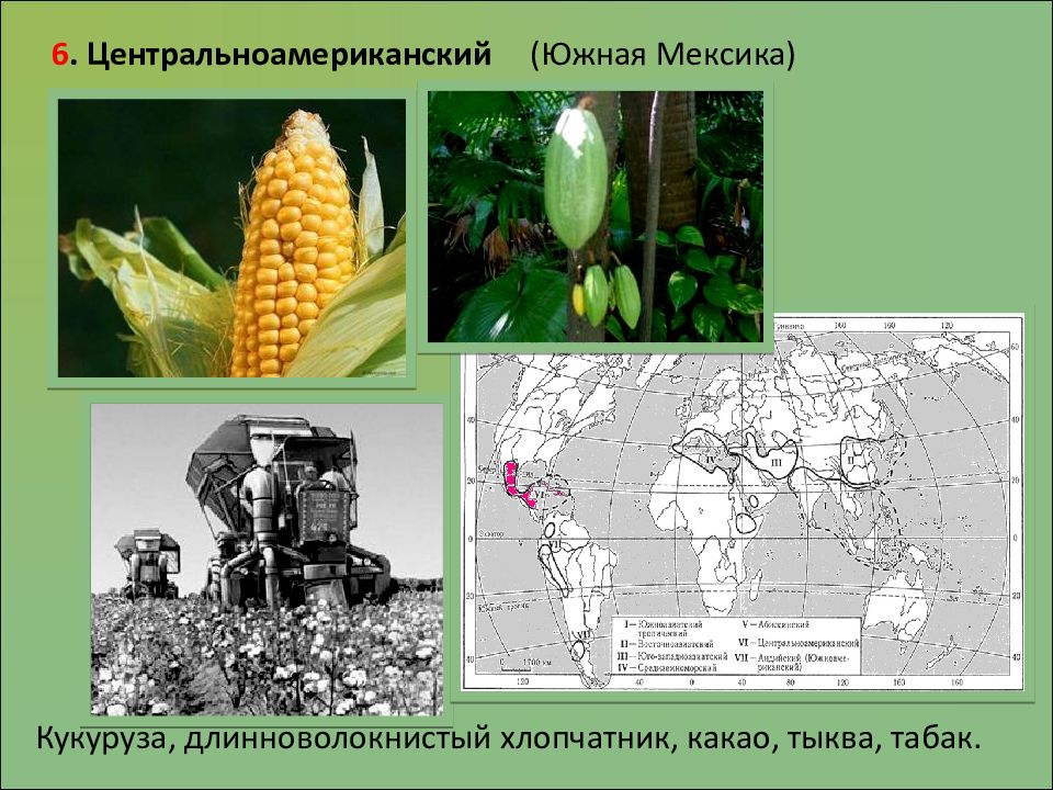 Культурные растения презентация